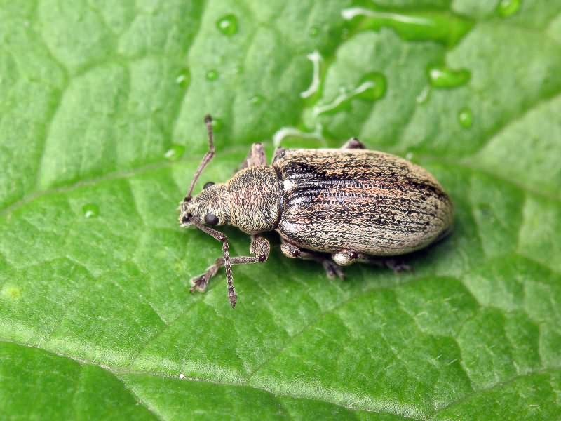 Phyllobius pyri (Linnaeus, 1758)
